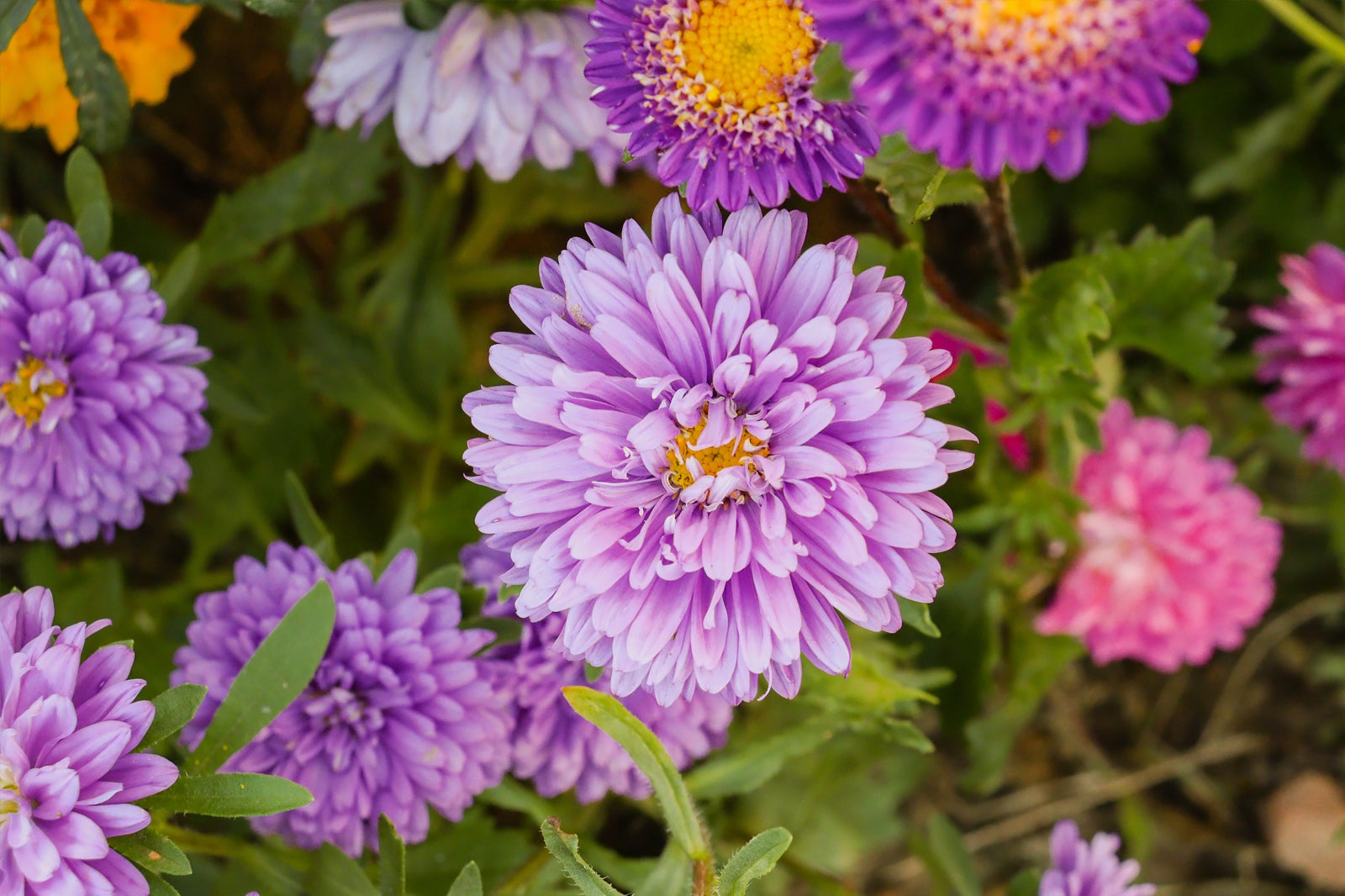 Northampton Flower Show Best Flower Site