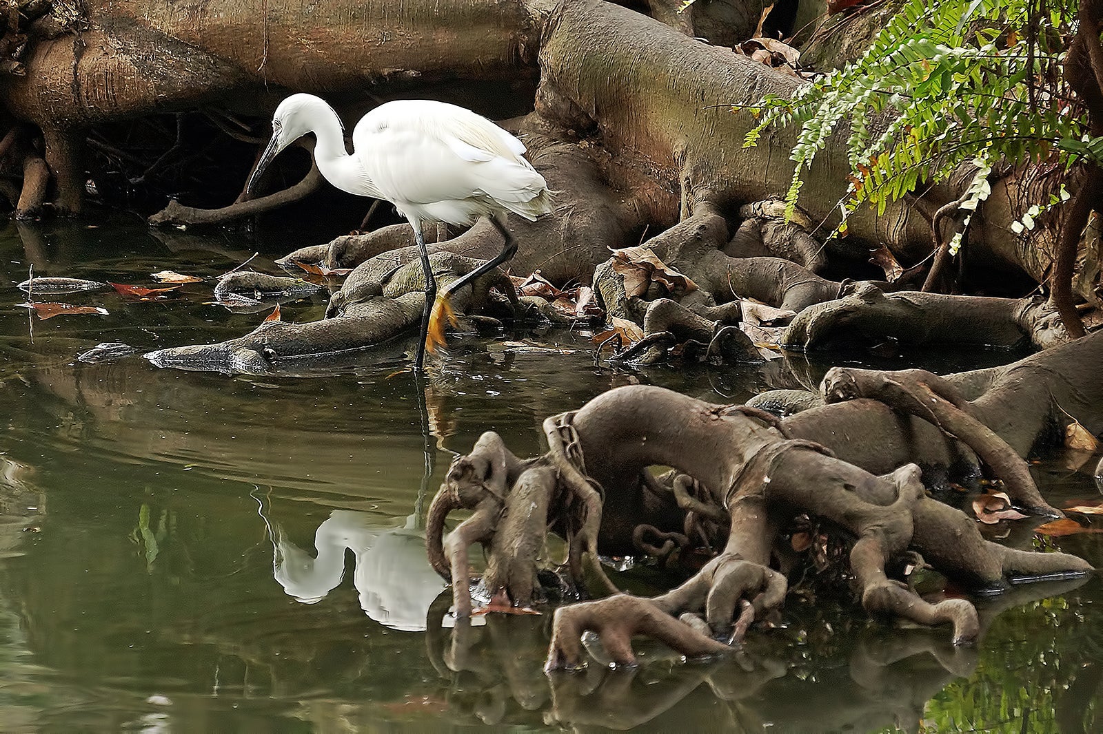 10 Best Things To Do For Families In Nantou Most Popular Things To Do