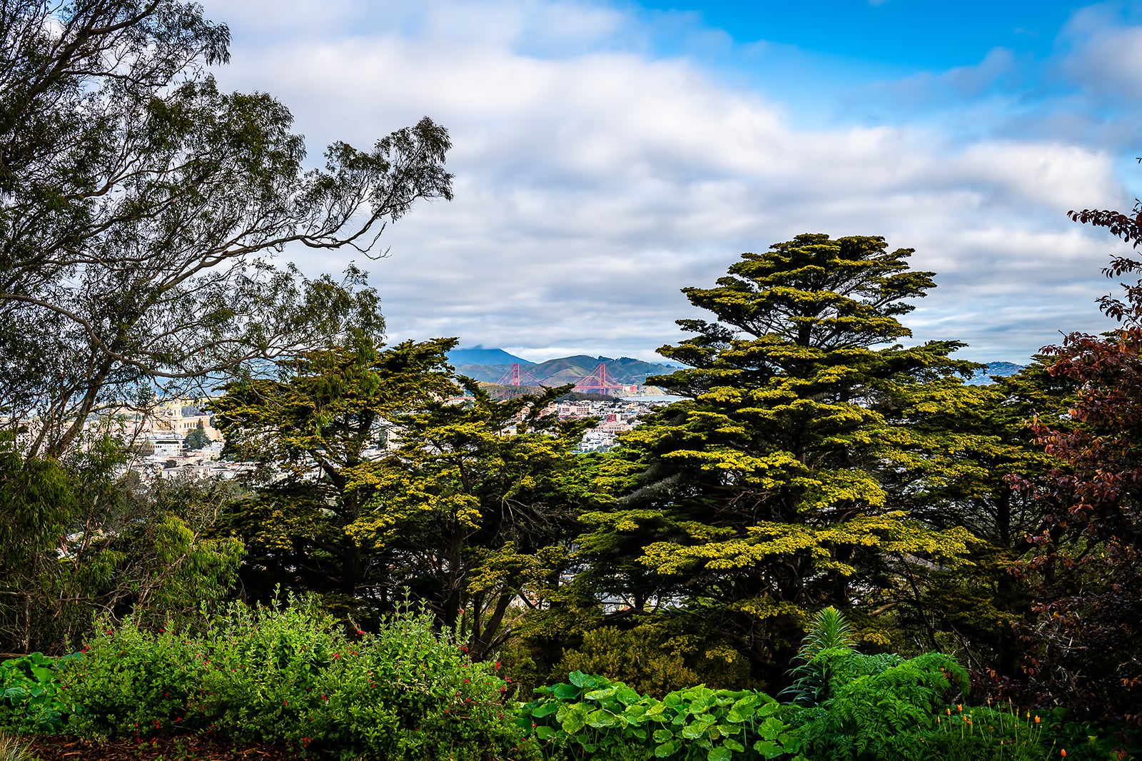 buena vista san francisco park