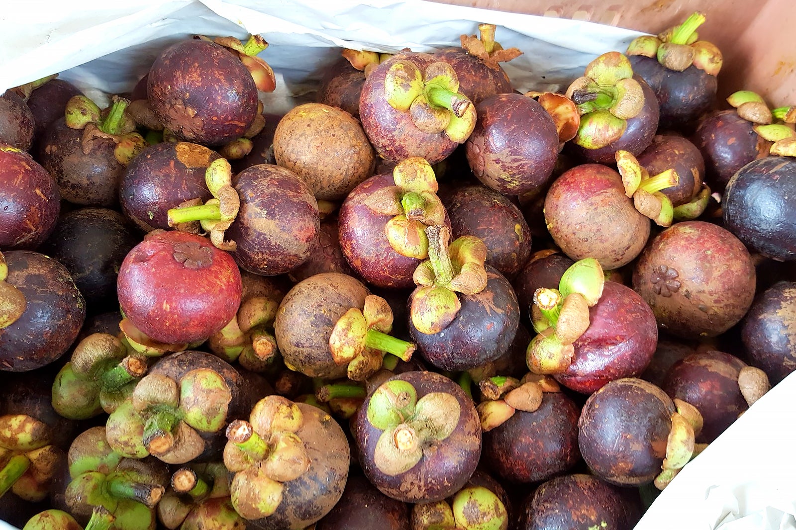 strange fleshy fruit with seeds