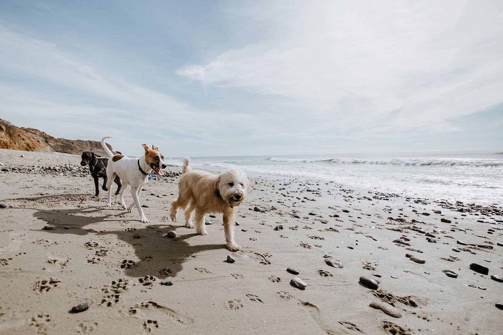 Destination Dogs 10 Best Dog Friendly Destinations in the US - Where to Travel with a ...