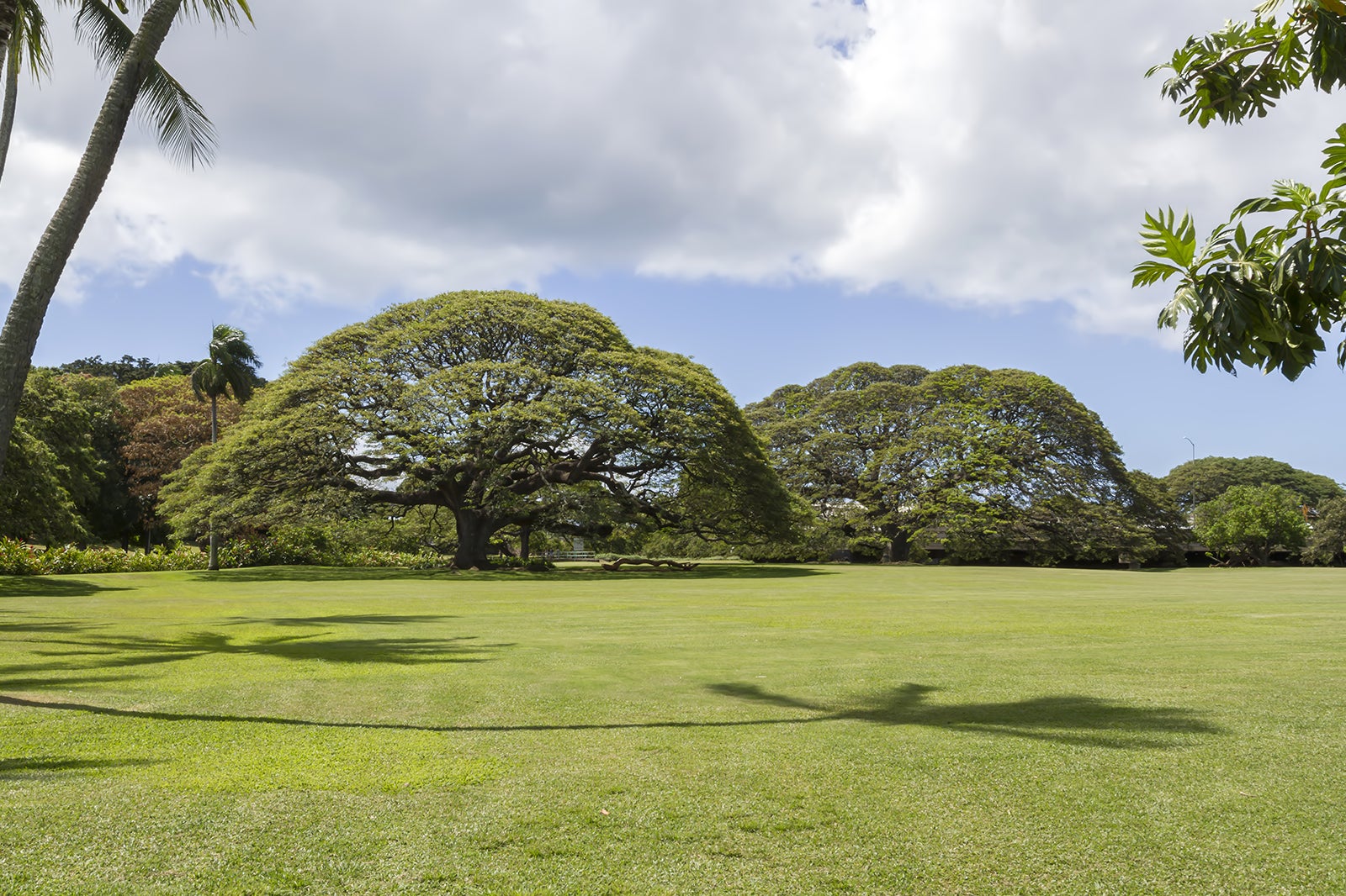 Moanalua Gardens Explore the Tropical Paradise of Honolulu's Untamed