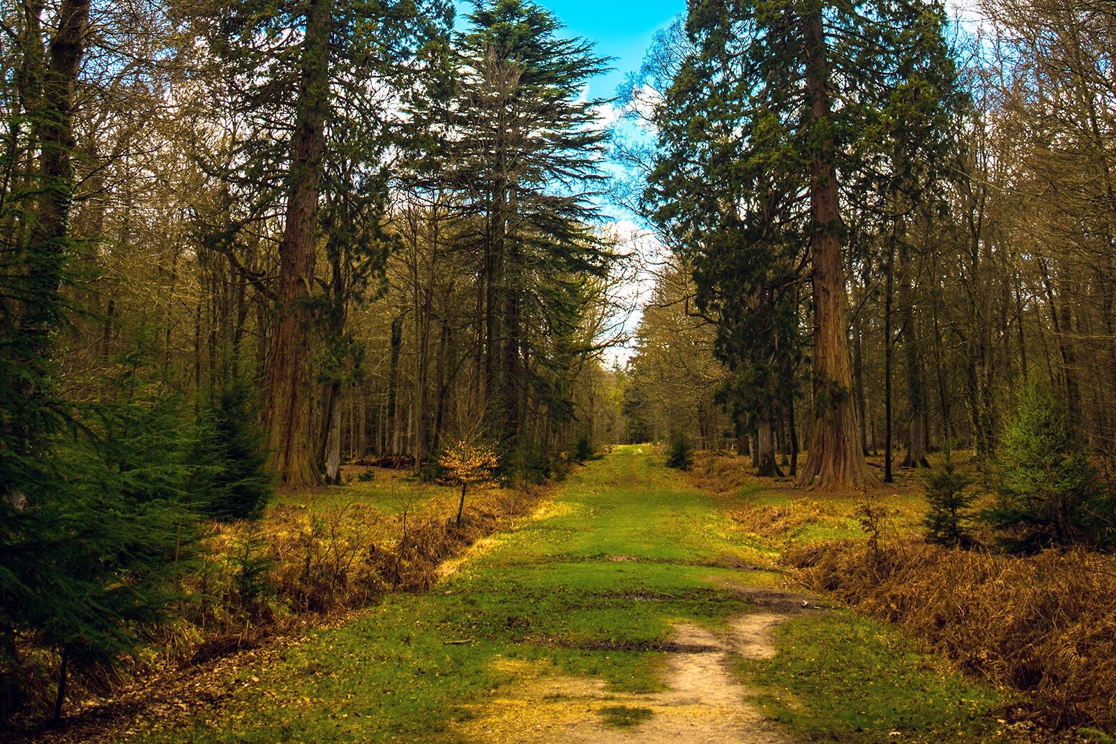 National Park New Forest Planning FZLEF