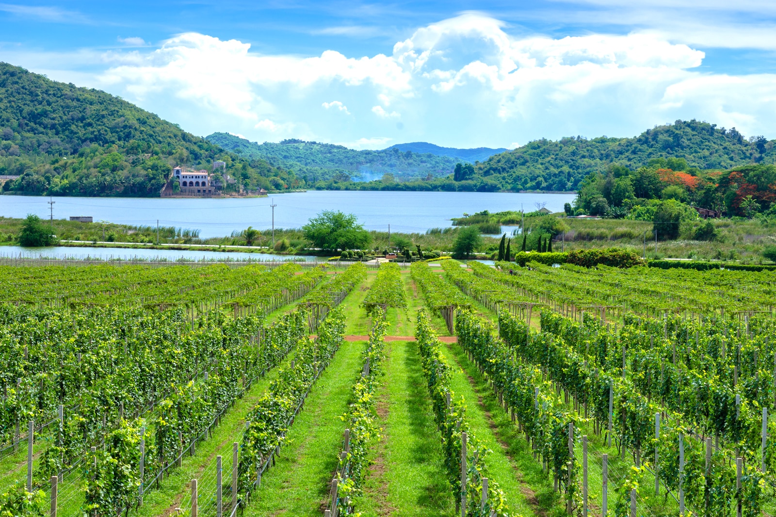 5 Best Vineyards & Wineries in Thailand Thailand's Best Wine Labels Go Guides