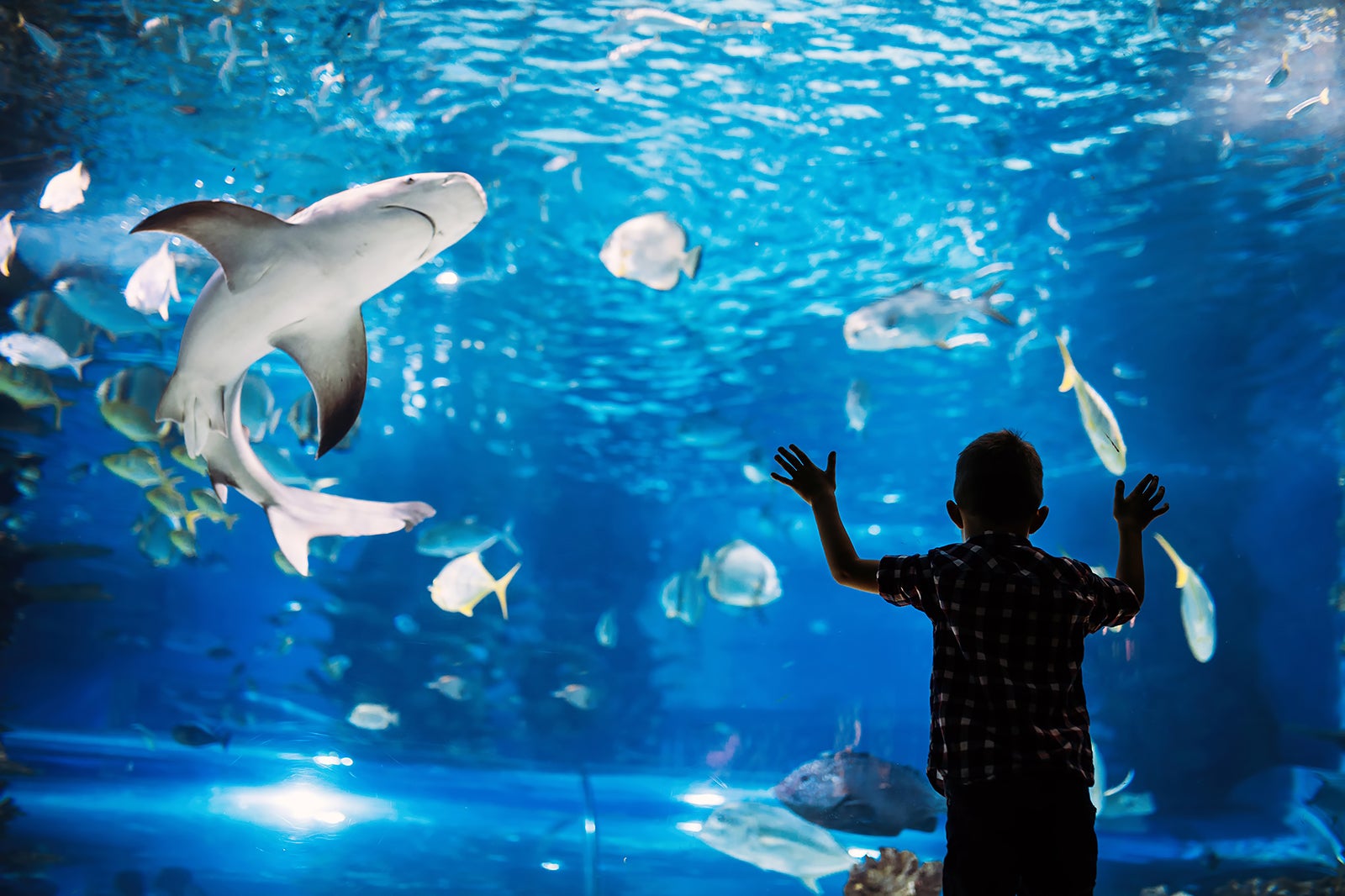 Shark Reef Aquarium at Mandalay Bay