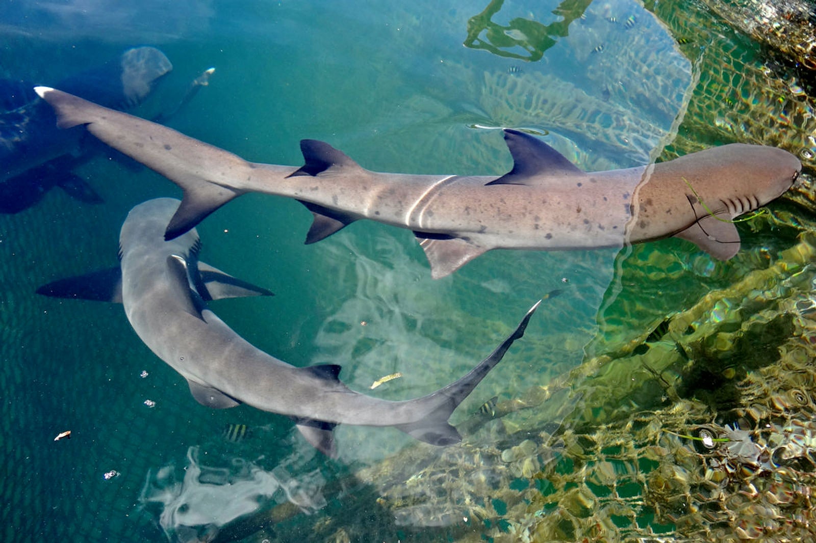 Bali Top - Shark Frenzy – FREEDIVE GIRLS