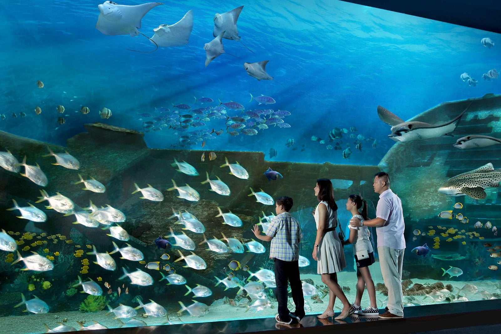 S E A Aquarium Singapore Family Attraction In Resorts