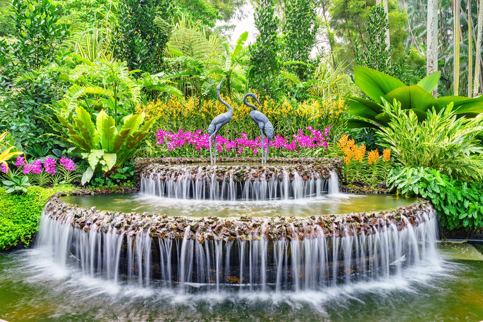 Orchid Garden Botanic Singapore | Fasci Garden