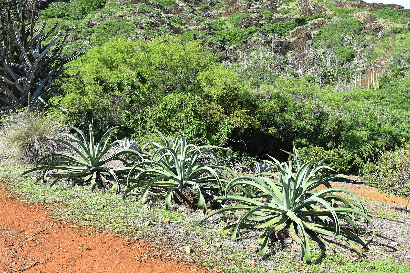 Koko Crater Botanical Gardens Beauty That S Out Of This World Go Guides