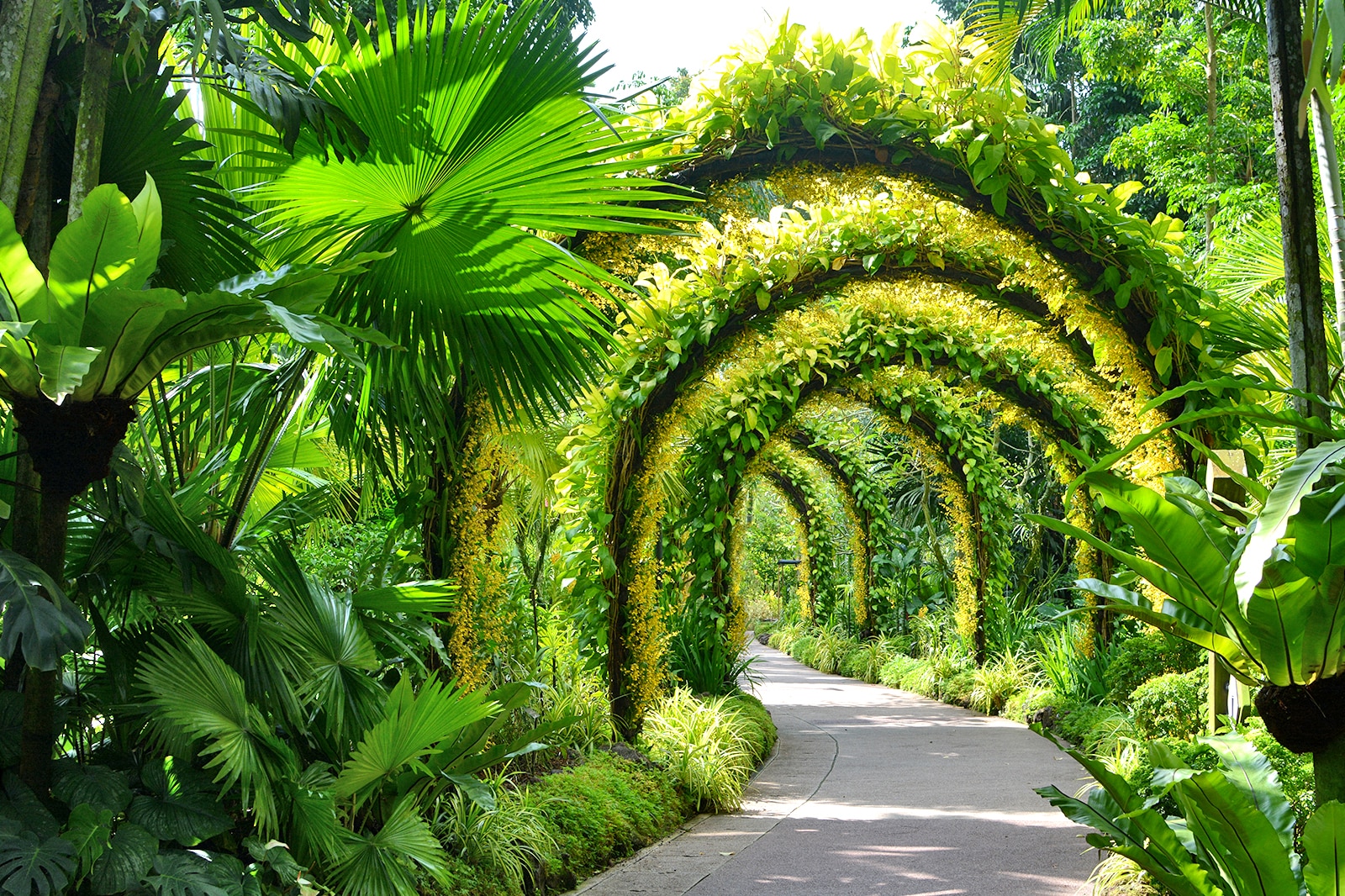 singapore-botanic-gardens-of-the-comely