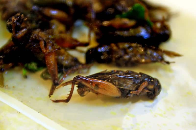 Aku Insect A Guide to Eating Insects in Phuket - Phuket's Edible Bugs – Go Guides