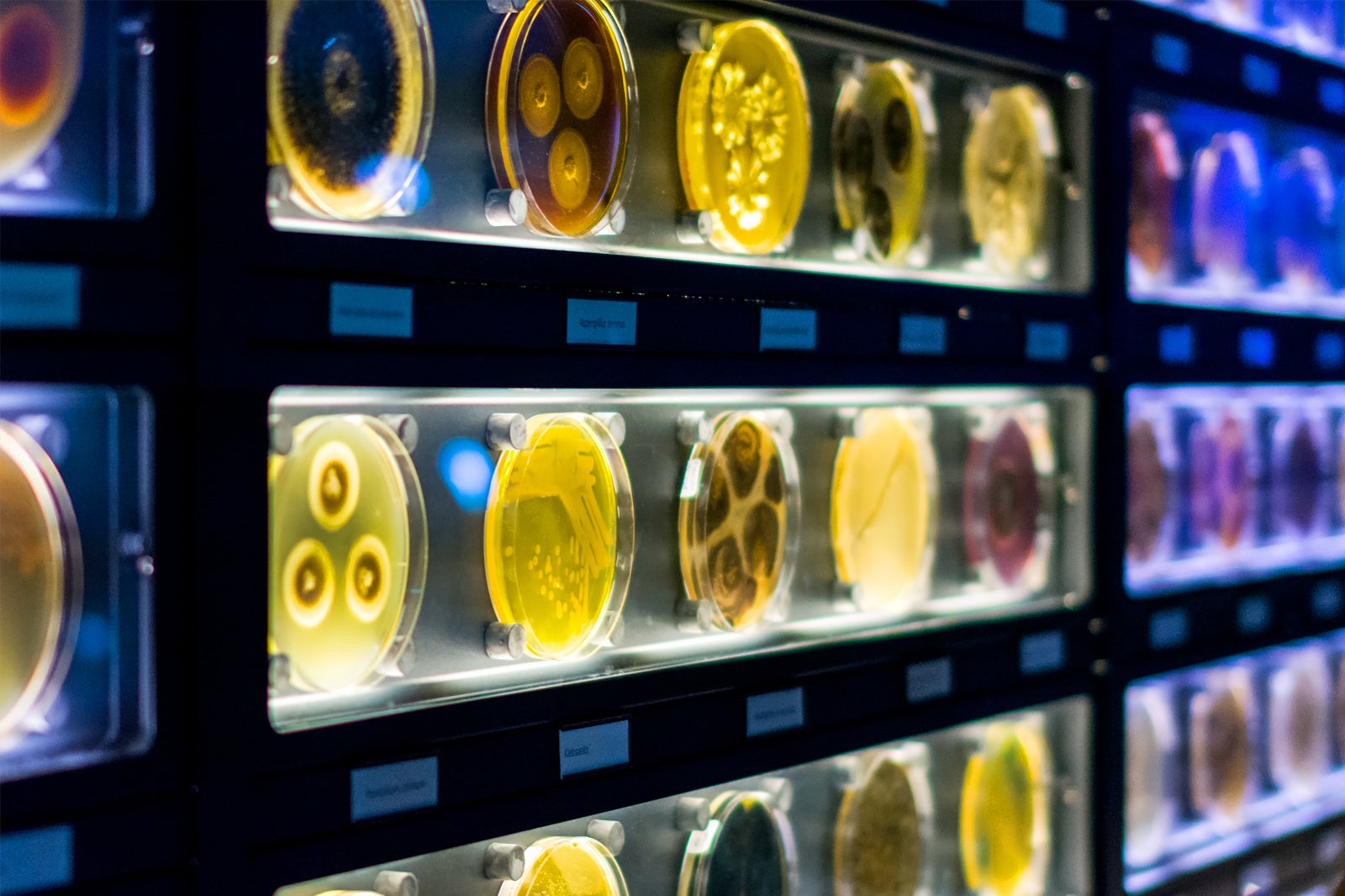 Micropia - A Museum Of Microbes – Go Guides