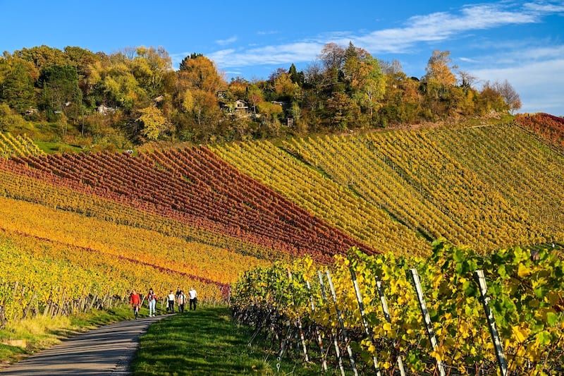 10 Best Wineries In Stuttgart Go Wine Tasting In The Vineyards And 10-best-wineries-in-stuttgart-go-wine-tasting-in-the-vineyards-and
