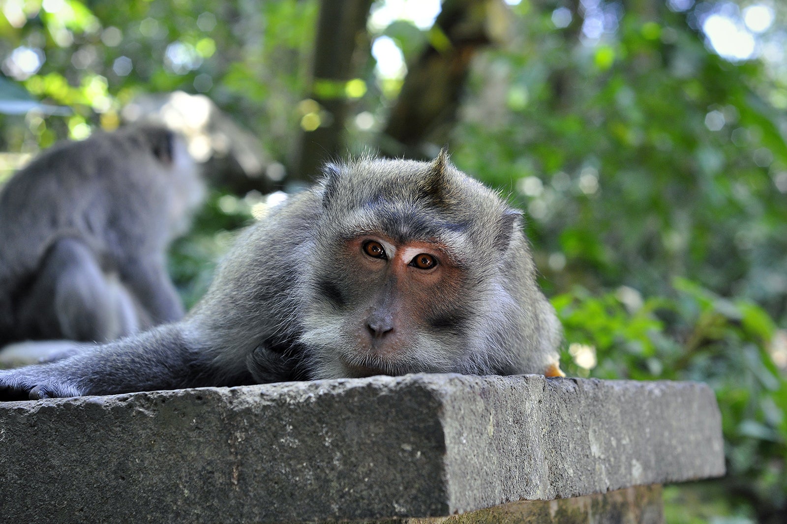 Wildlife sanctuary in bali, Bali Wildlife Rescue Center