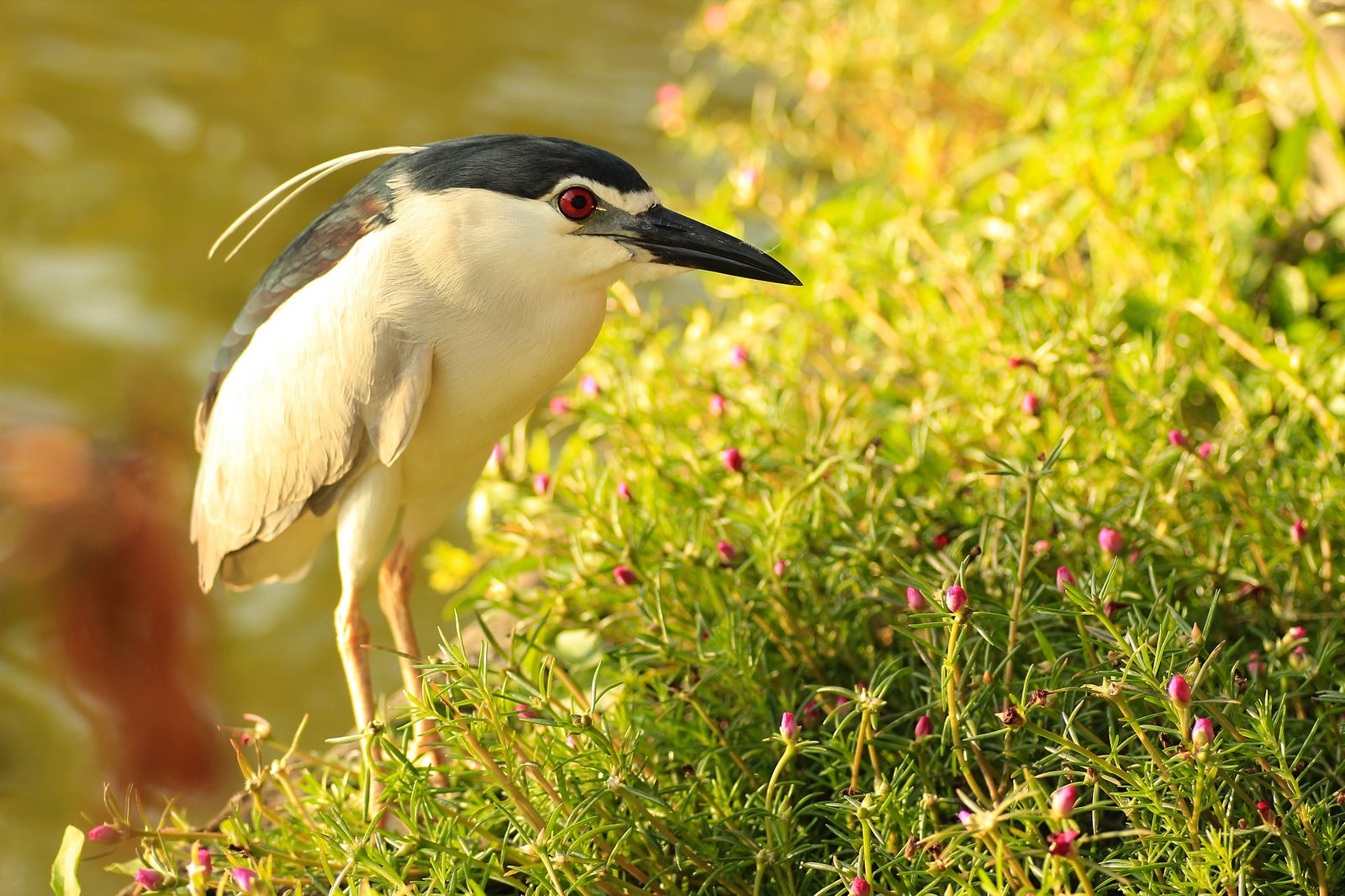 birding tours in bali