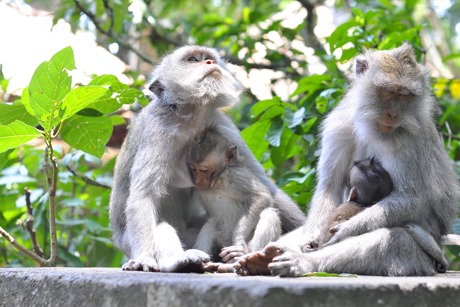 Ubud Monkey Forest in Bali Sanctuary of Grey Macaques in Ubud Go Guides