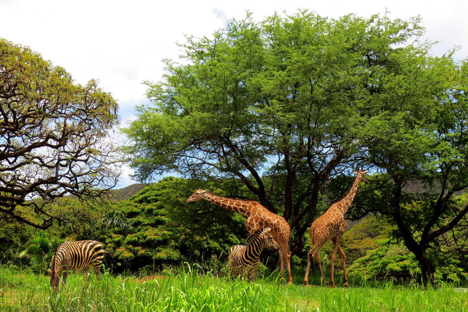 Honolulu Zoo