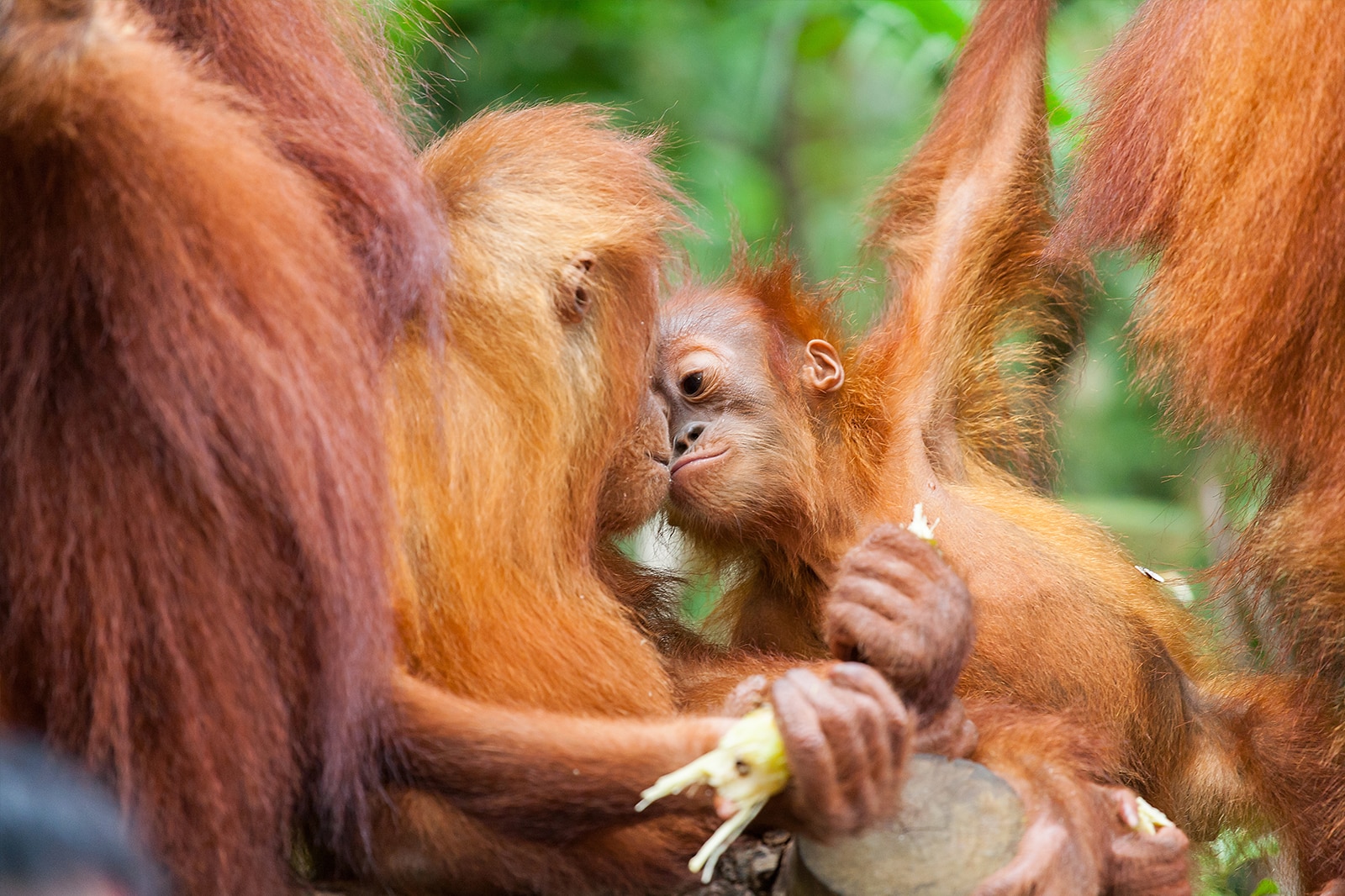 シンガポール動物園 シンガポールの観光スポット Go Guides