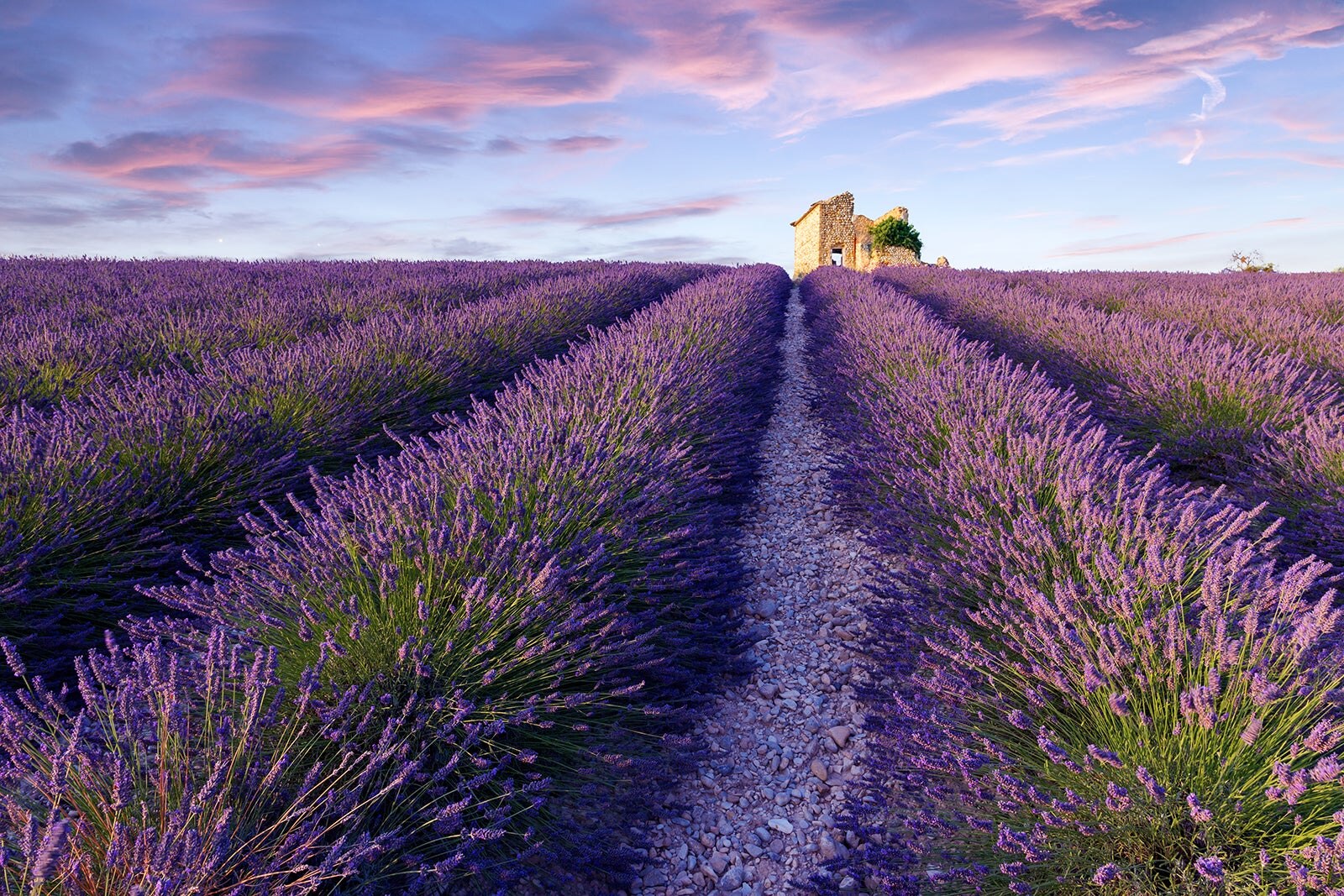 10 Best Places To See Lavender Fields In France What Are France s 10 Best Places To See Lavender Fields In France What Are France s