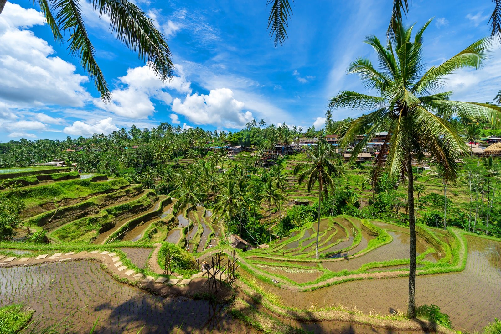 10 Things To Do In Ubud Off The Beaten Track Best Nature Attractions 10 Things To Do In Ubud Off The Beaten Track Best Nature Attractions