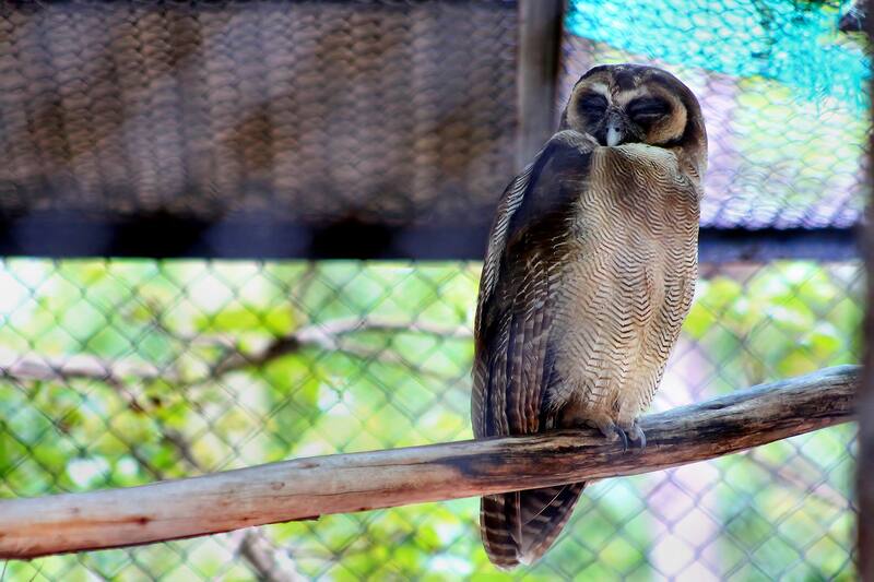 Phnom Tamao Zoo near Phnom Penh Phnom Penh Attractions Go Guides