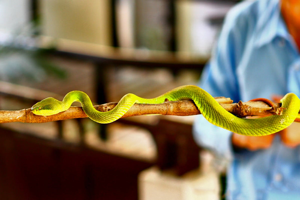 safari world bangkok snake