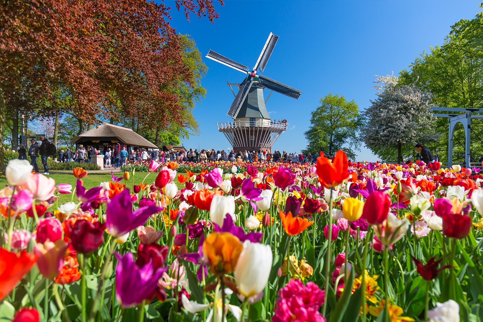 Summer Flower Parades & Festivals - Tulip Festival Amsterdam