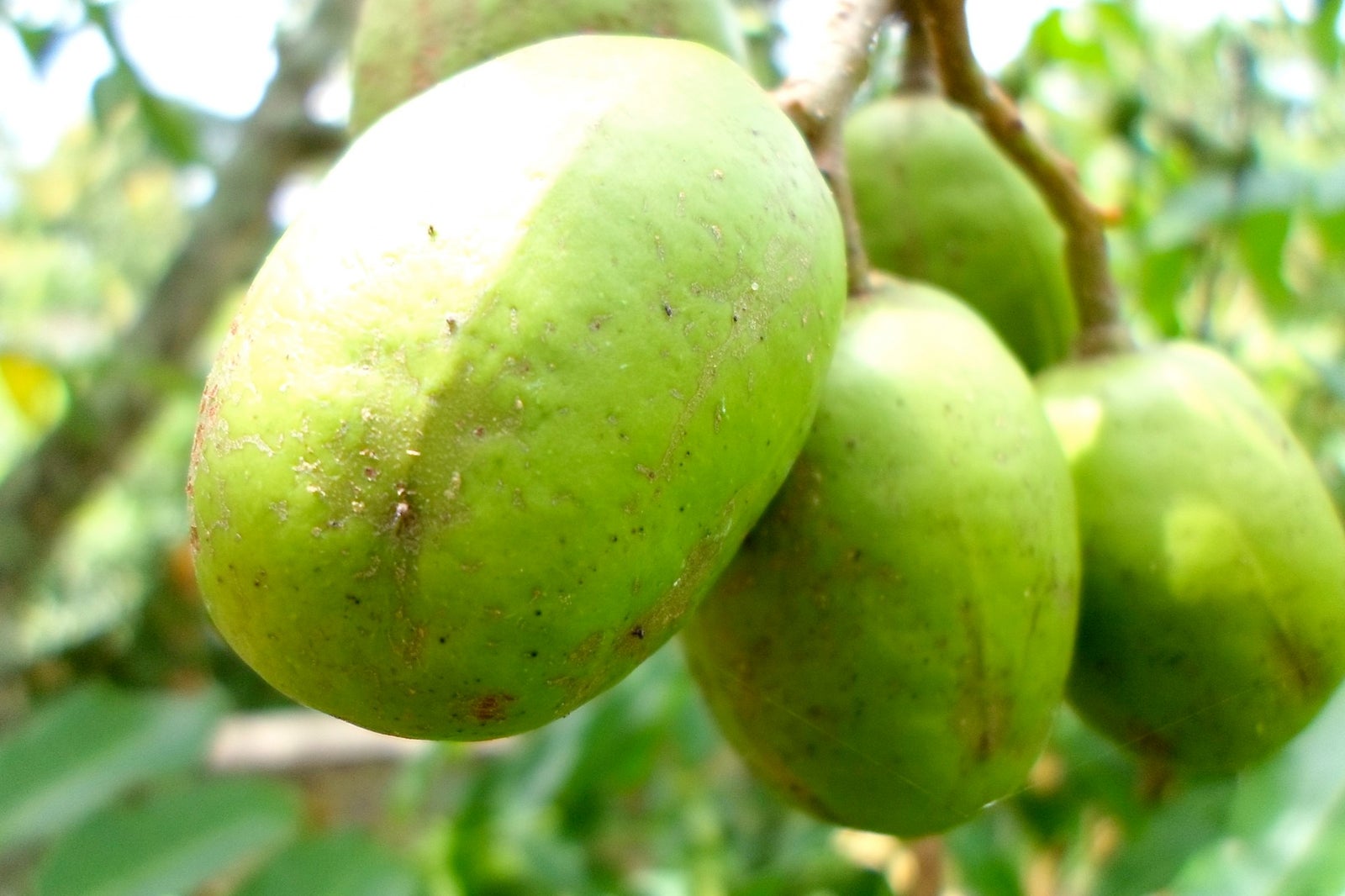 exotic green fruit