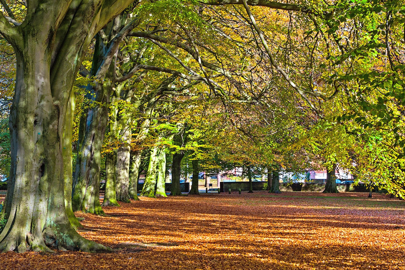 The Law Oak - One Of The UK’s Oldest Trees and Favourite Parks - Go Guides