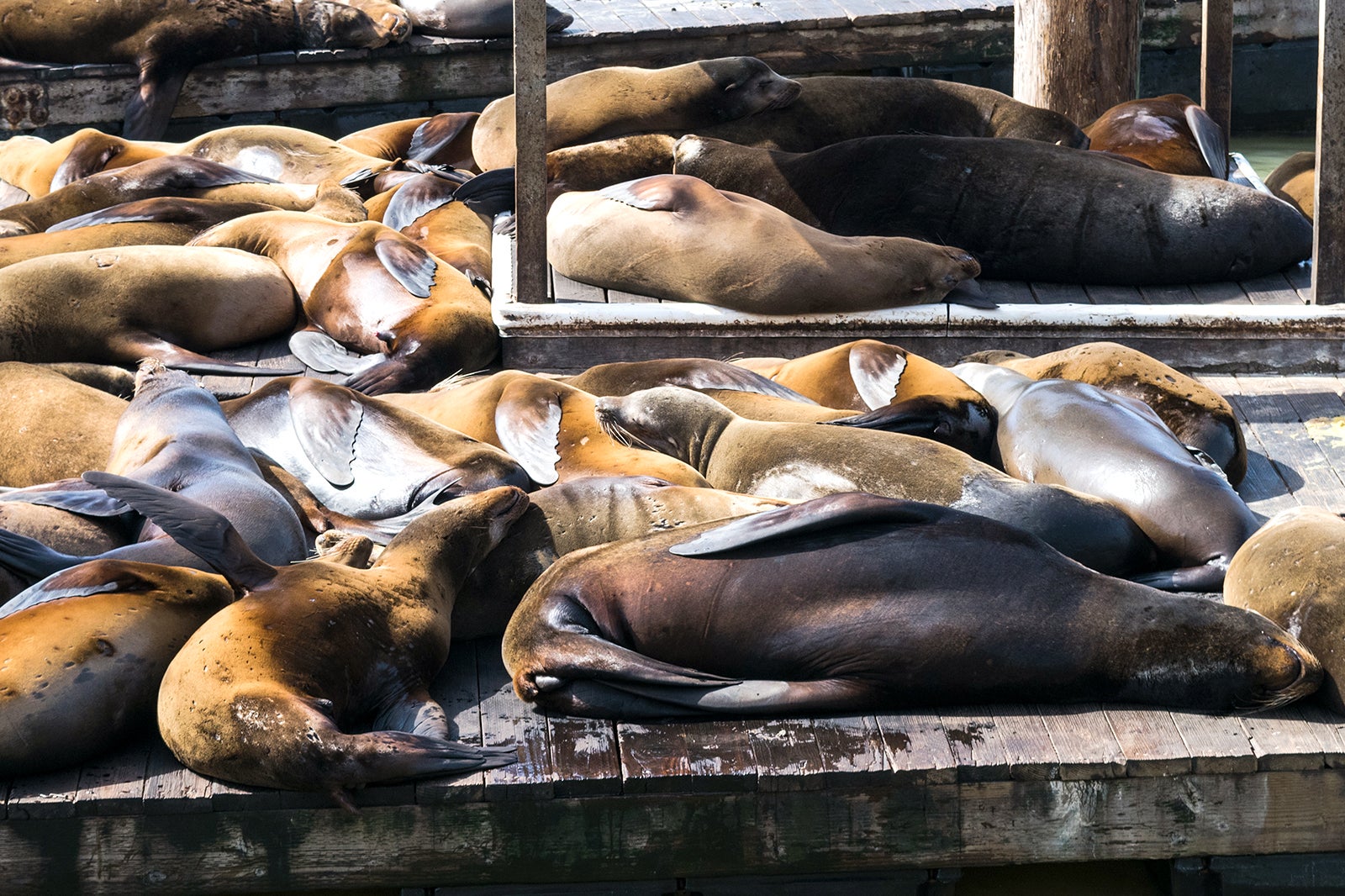 PIER 39  The Marine Mammal Center