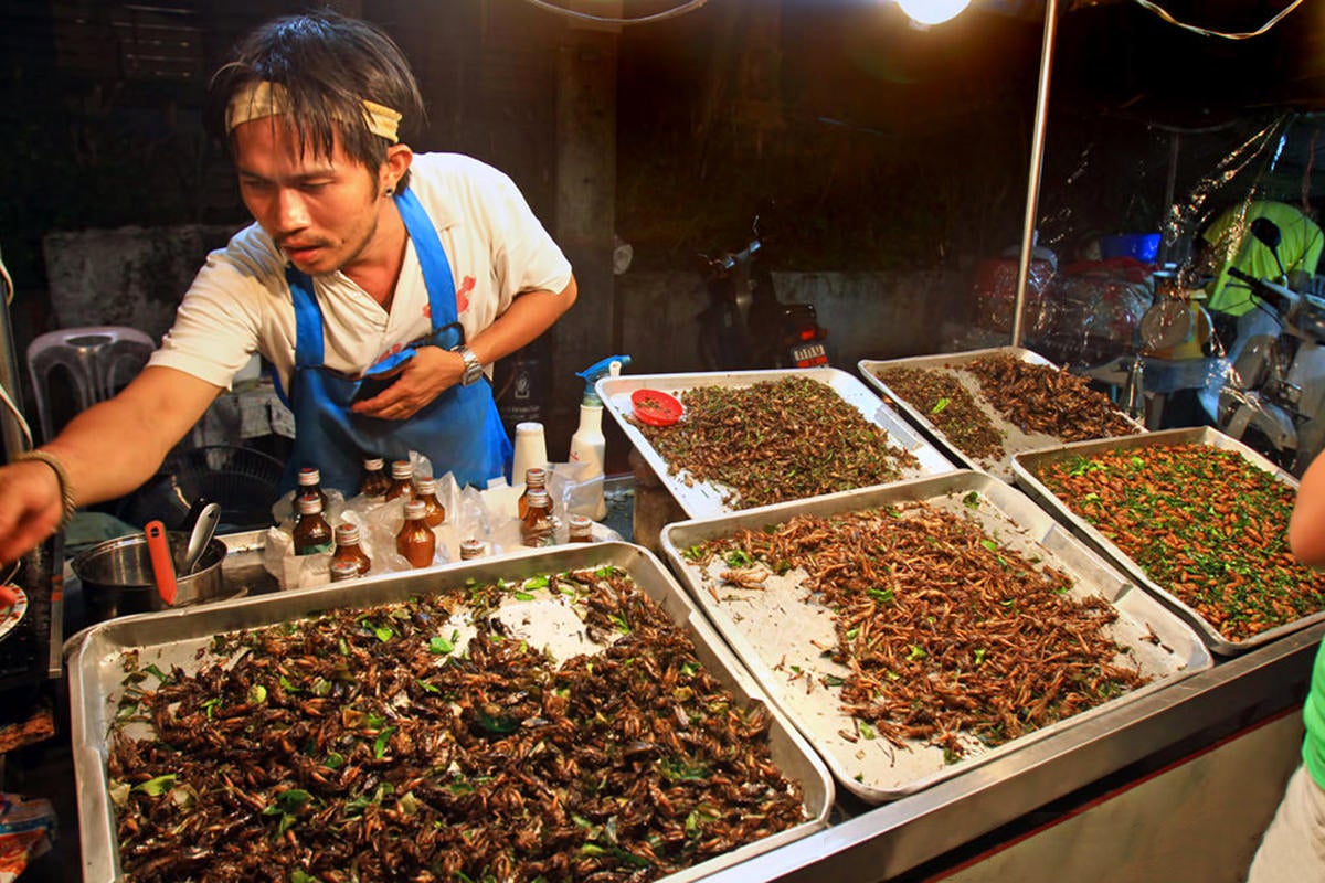 A Guide to Eating Insects in Phuket - Phuket's Edible Bugs