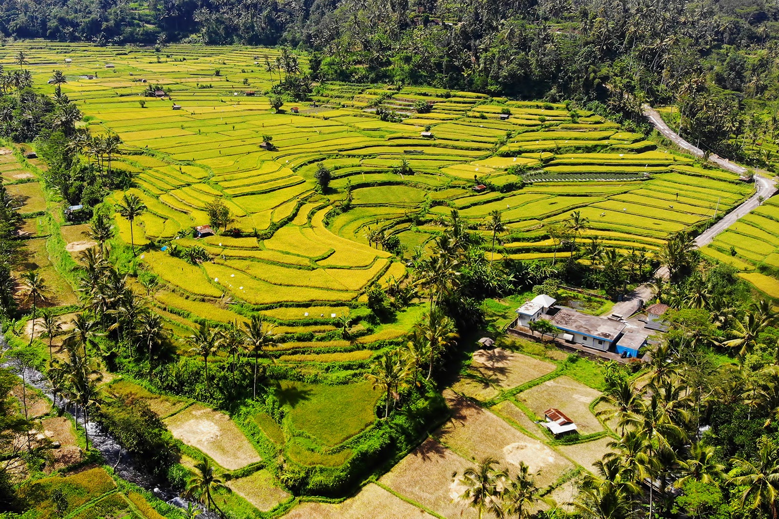 Rice Paddy Terrace