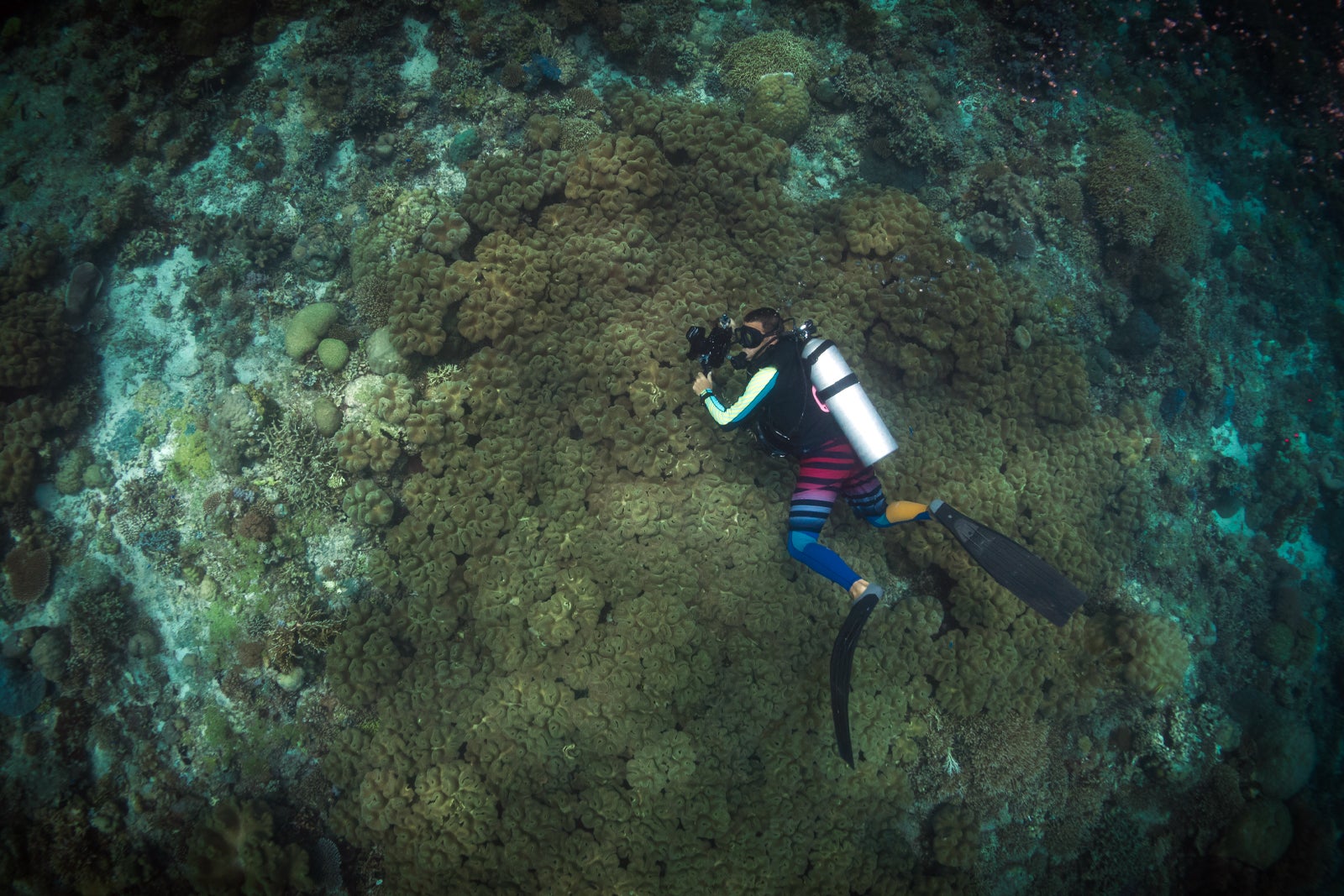 Reef covered with hard coral, Acropora hyacinthus, Tubbataha Natural Park,  Natural World Heritage Site, Sulu Sea, Cagayancillo, Palawan, Philippines -  SuperStock