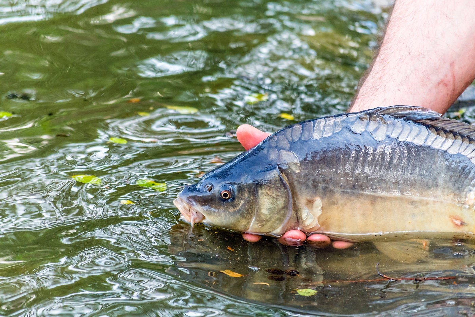 Fresh Water Fishing – Fishing in Phuket