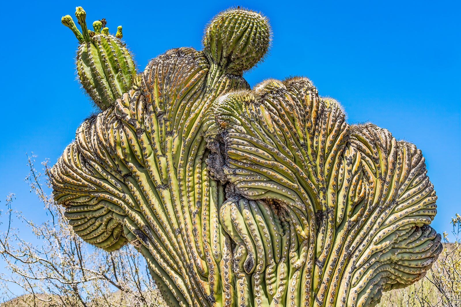 11 Best Things to Do in Tucson What is Tucson Most Famous For? Go