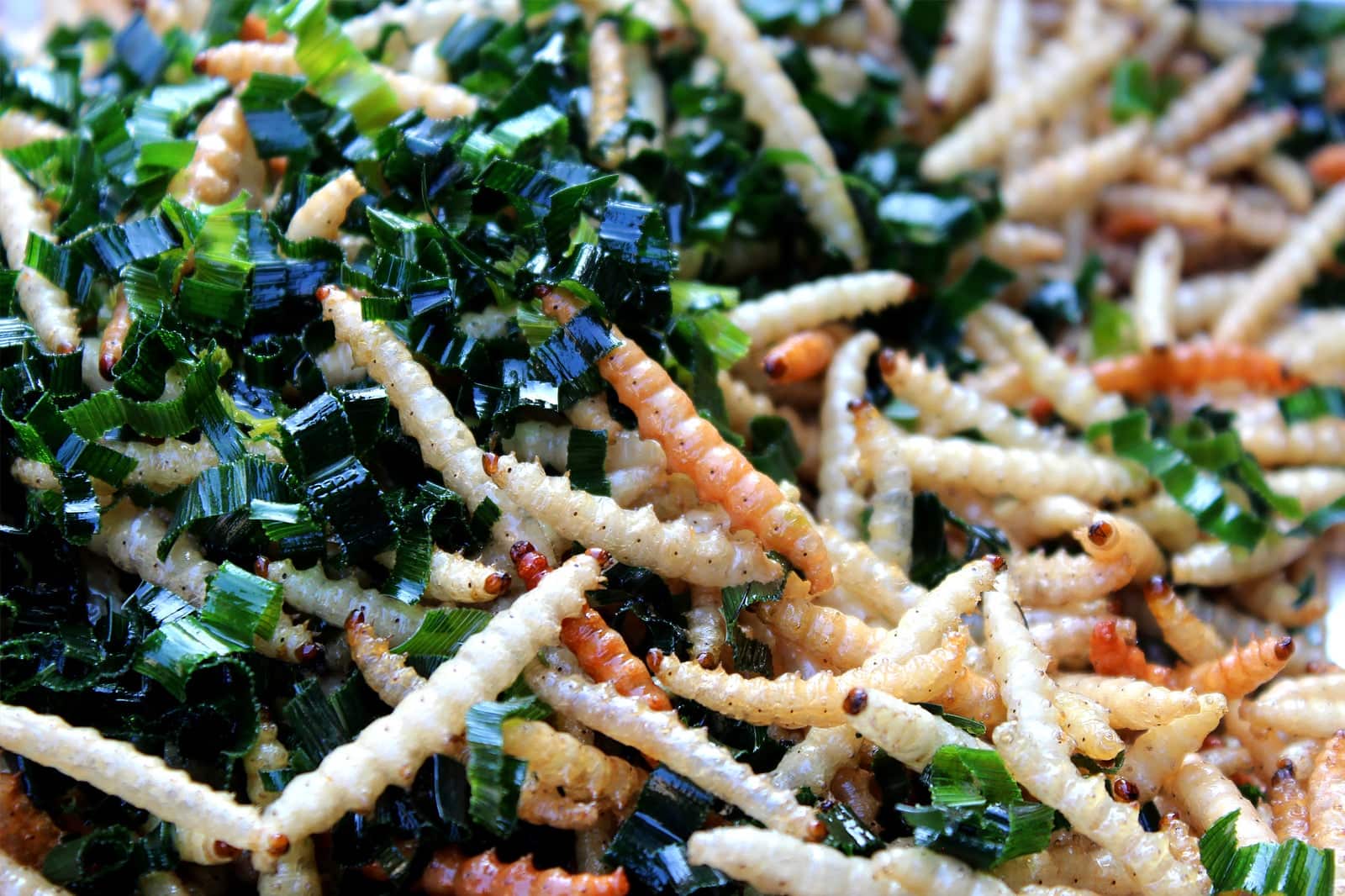 A Guide to Eating Insects in Phuket - Phuket's Edible Bugs - Go Guides