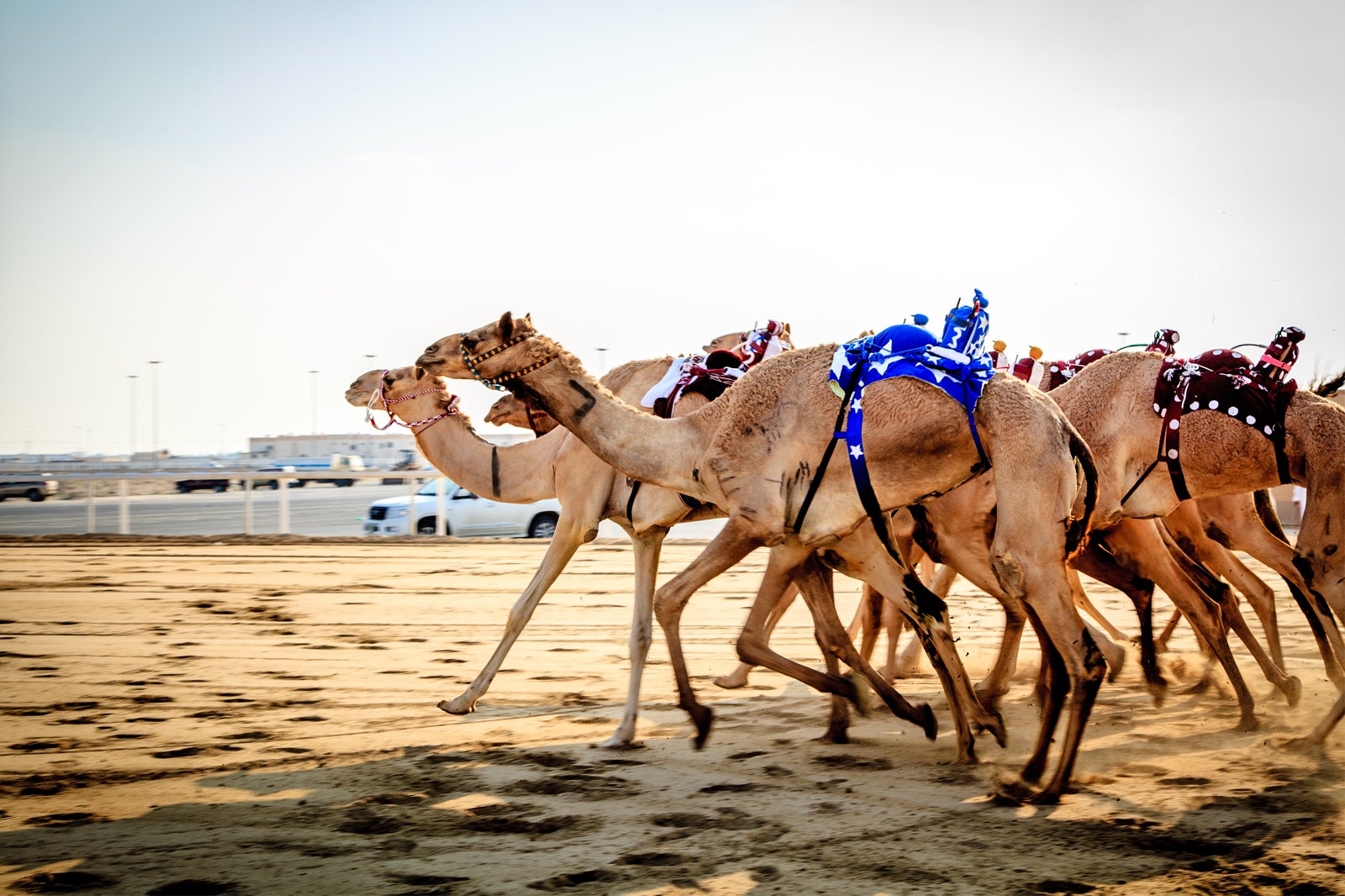 10 Best Festivals In Qatar Qatars Best Annual Celebrations Go Guides 0563