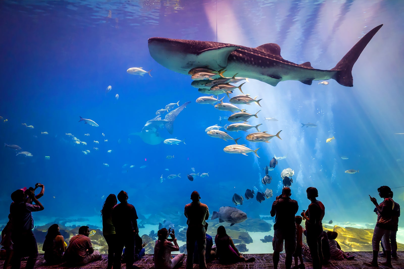 10 Things to Do in Atlanta When it Rains AllWeather Attractions for