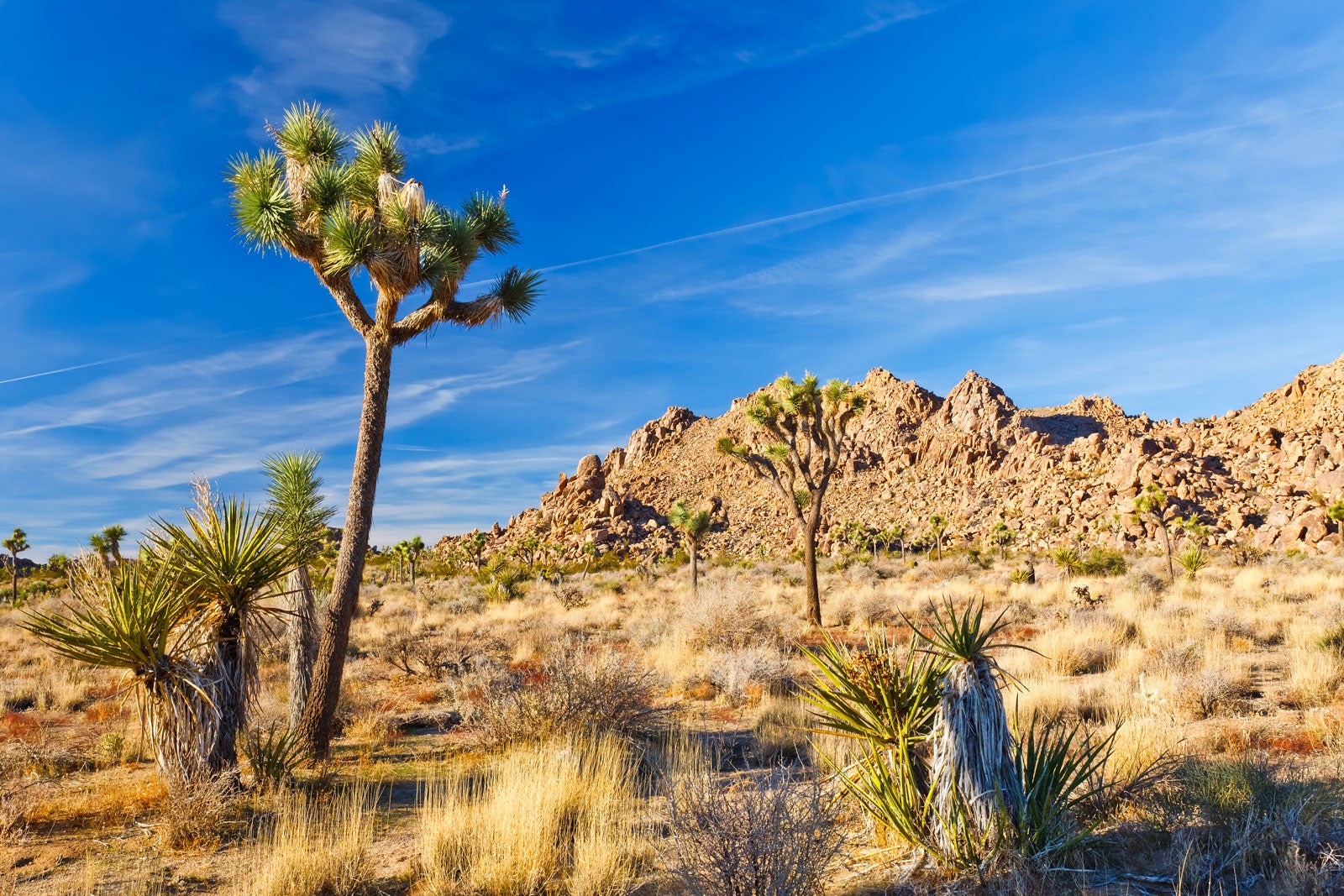 10 Best National Parks in California - Escape to California's Most ...