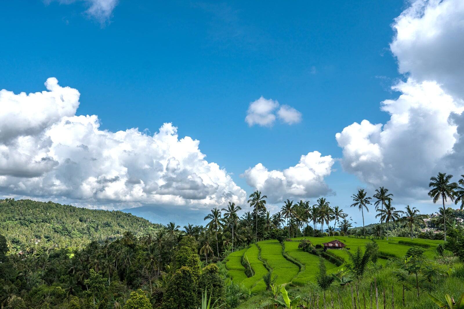 Secret Rice Bali 8 Best Bali Rice Terraces - Most Popular Places to See Rice Paddies in ...