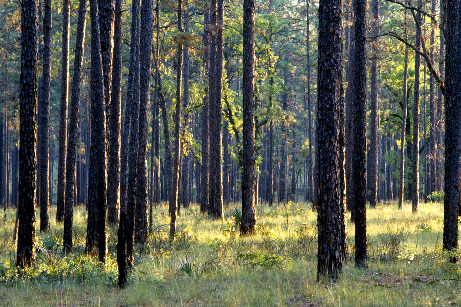 Ocala National Forest Orlando - Protected Forest in Florida - Go Guides