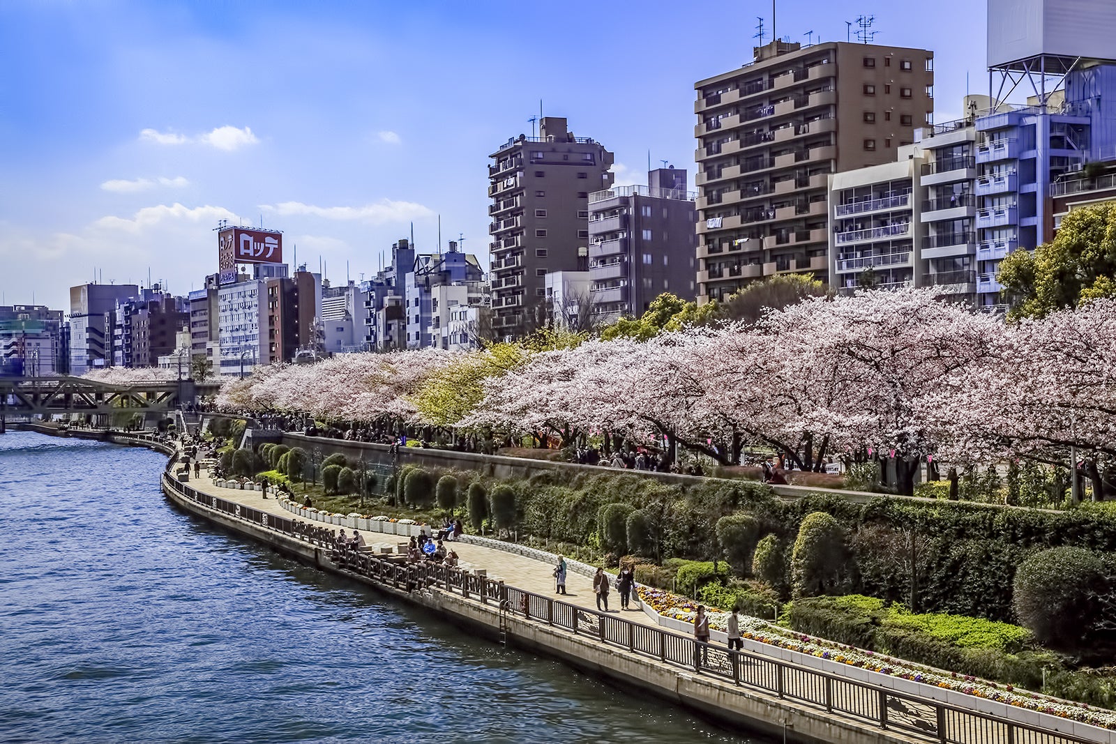 10 Best Cherry Blossom Spots in Tokyo - Where to See Cherry Blossoms in ...