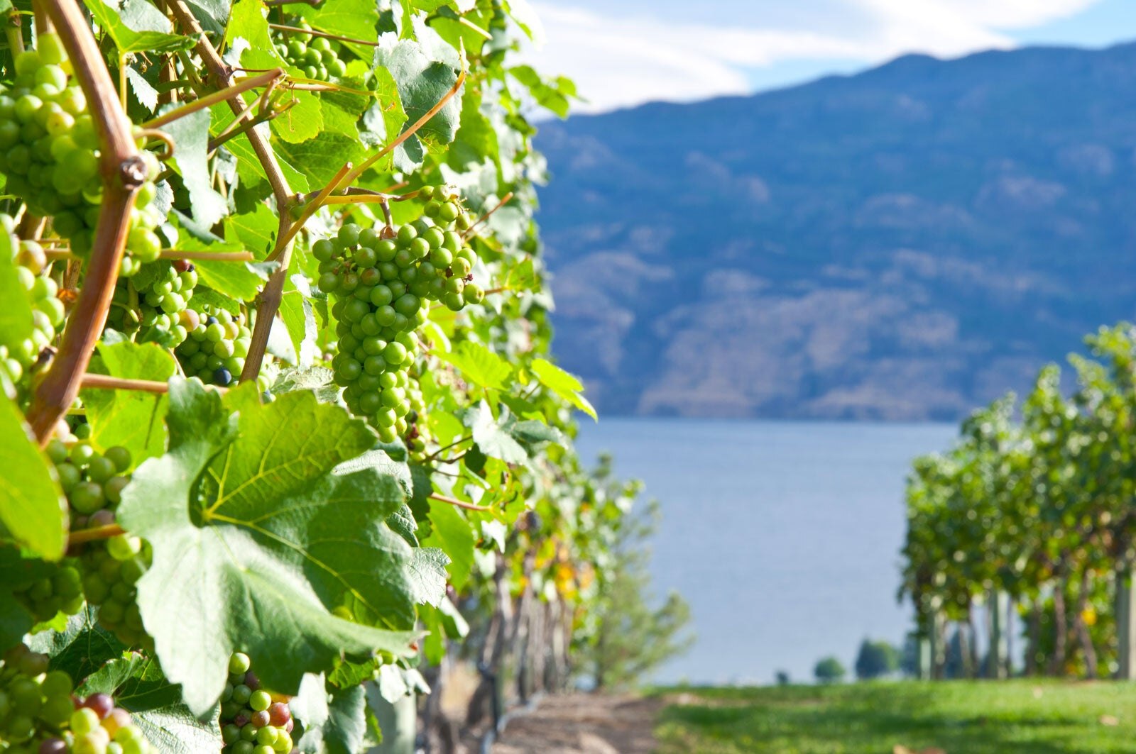10 Best Wineries in Kelowna Where to Go in Kelowna for a Great Glass