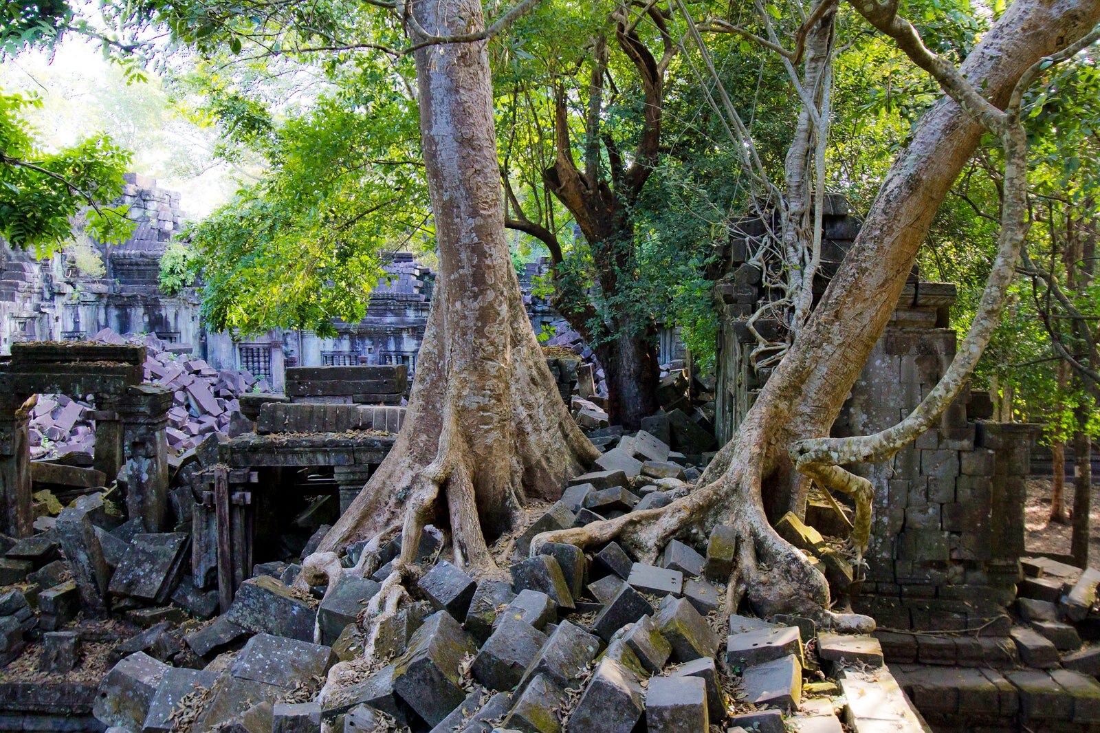 Demaged from Growing Trees on Beng Mealea Temple, Angkor, Siem Reap,  Cambodia. Big Roots Over Walls and Roof of a Temple. Stock Image - Image of  archeologic, buddhism: 148248167