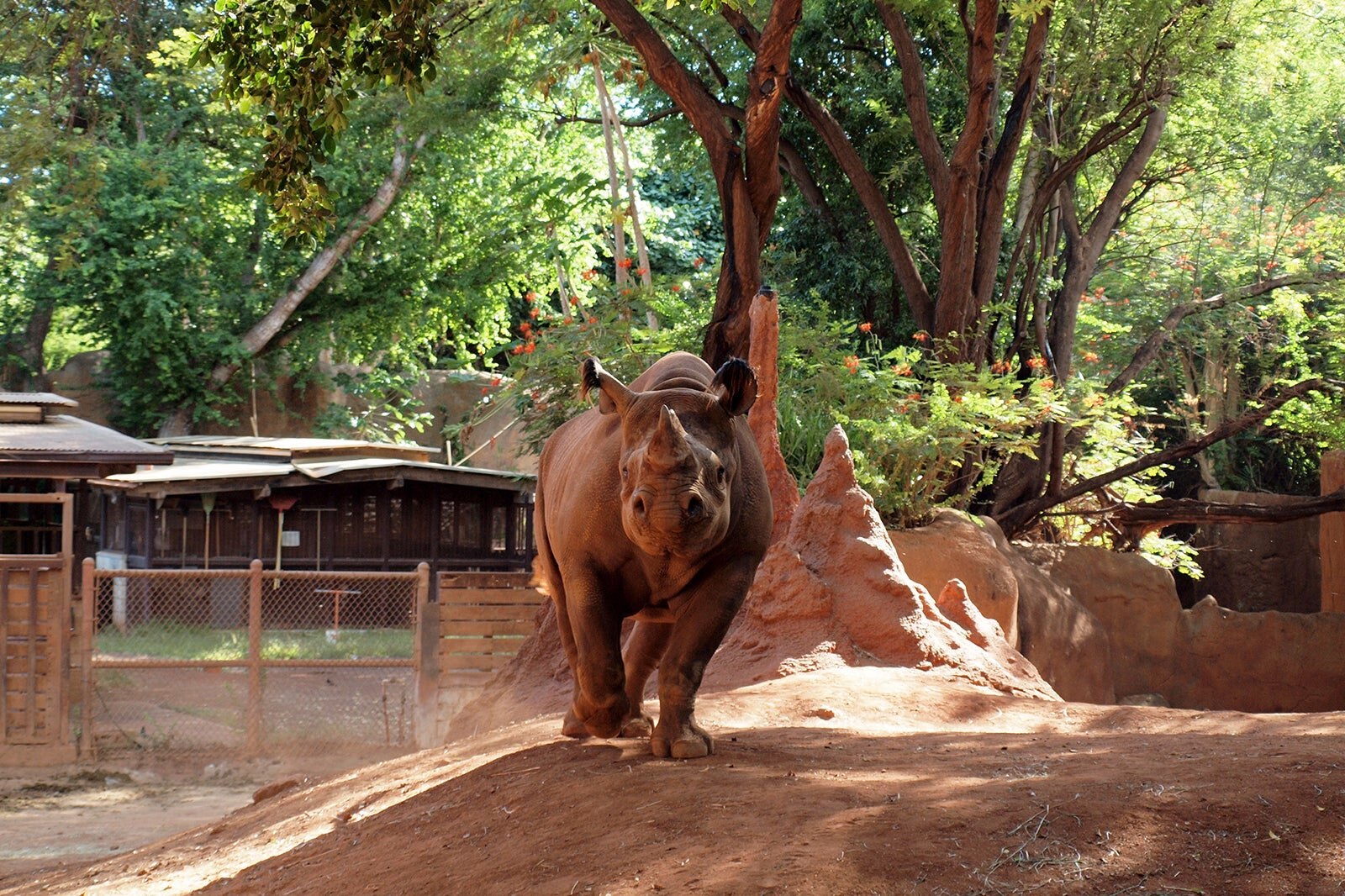Honolulu Zoo UXPMCC