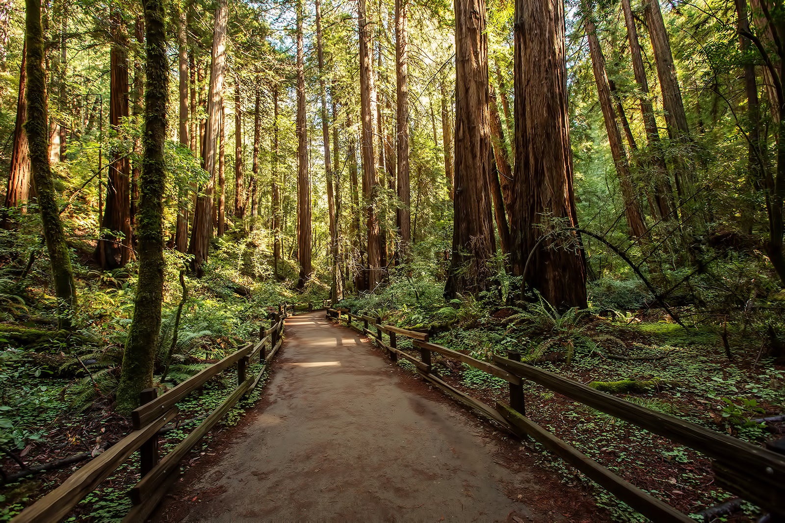 Muir Woods National Monument in San Francisco - See Towering