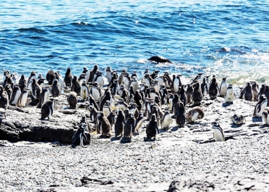 Puerto Madryn, Argentina