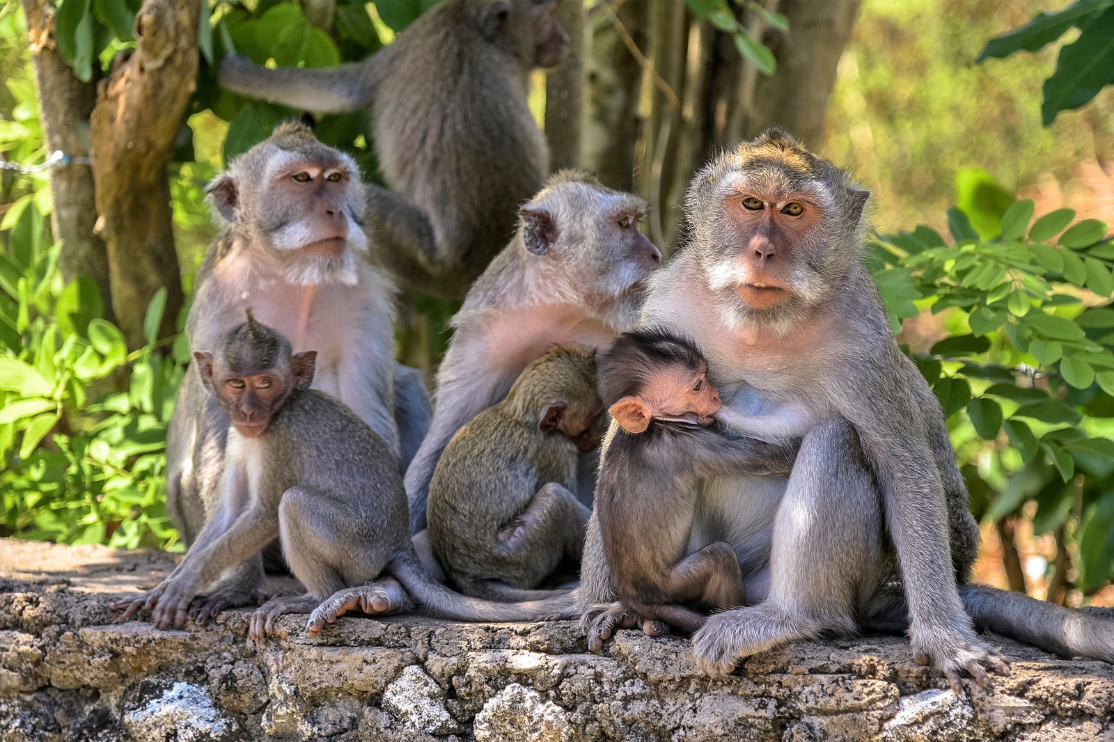 Uluwatu Monkey Forest in Bali - Discover the ‘Monkey Kingdom’ at ...