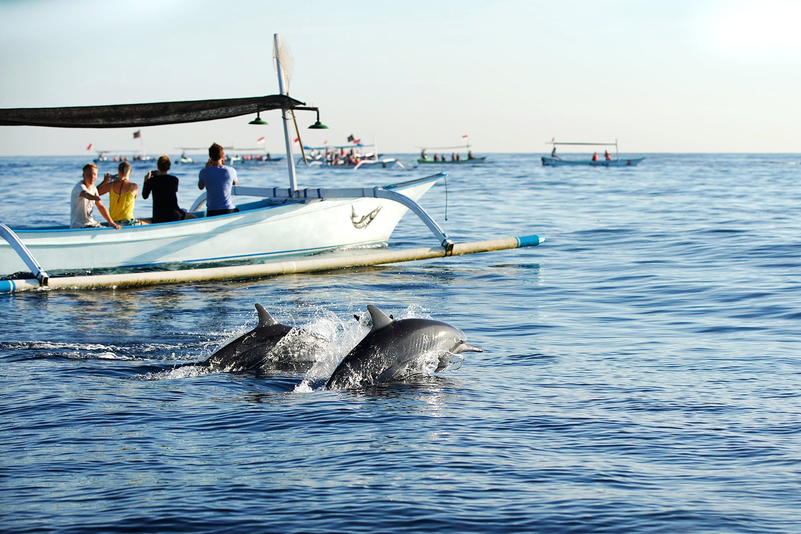 dolphin tour in bali