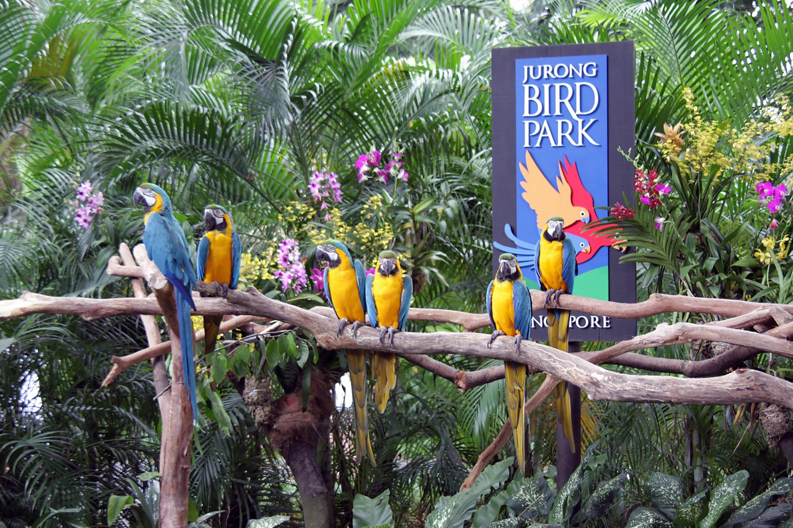 Jurong Bird Park in Singapore Singapore Attractions